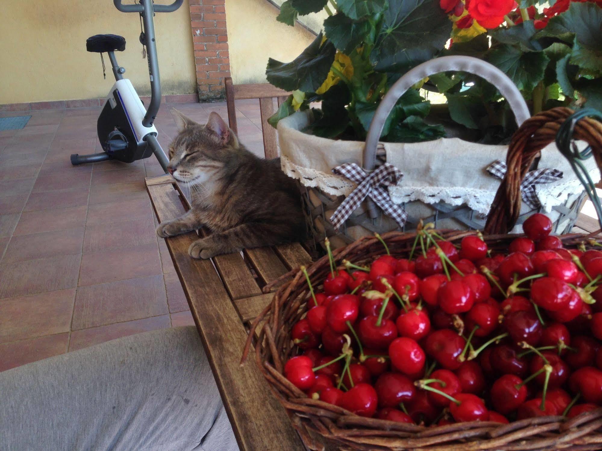 Bed and Breakfast Quattro Gatti Airasca Экстерьер фото